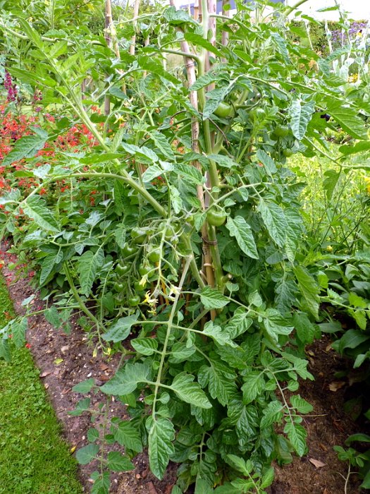 Lycopsersicum esculentum 'Gardener's Delight'